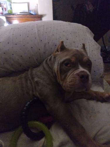 Lost Male Dog last seen 2072south 36th st Milwaukee Wisconsin , Milwaukee, WI 53215