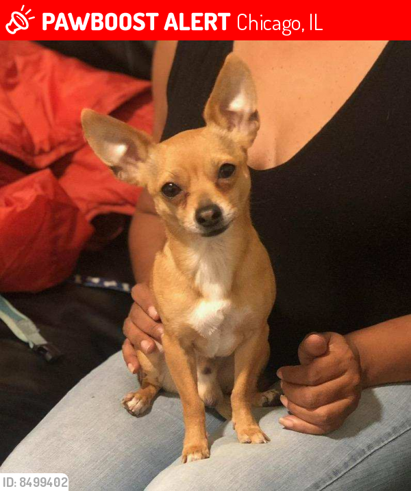 Lost Male Dog last seen 83rd and stony island , Chicago, IL 60617