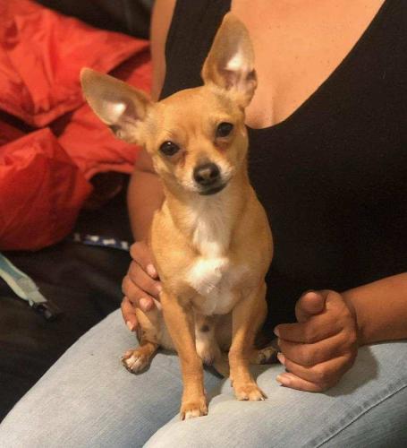 Lost Male Dog last seen 83rd and stony island , Chicago, IL 60617