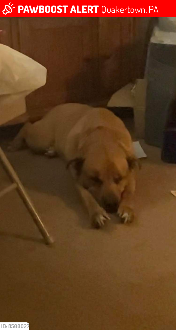 Lost Male Dog in Quakertown, PA 18951 Named Tazz (ID 8500027) PawBoost