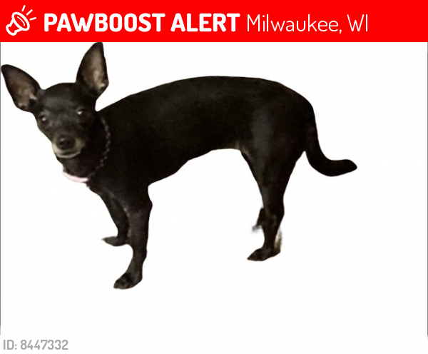 Lost Female Dog last seen N Water St & E Wisconsin Ave, Milwaukee, WI 53204