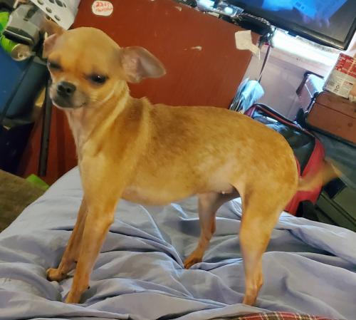 Lost Female Dog last seen Palm Washington , Naples, FL 34112