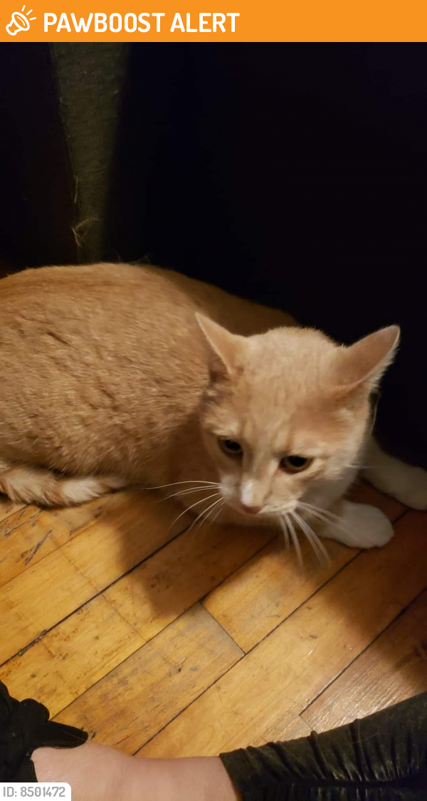 Found/Stray Unknown Cat last seen 5th and Michigan ave, South Milwaukee, WI 53172