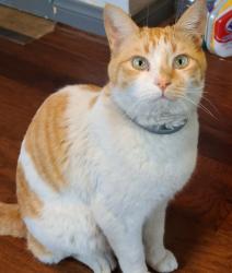 Reunited Male Cat last seen Elm Ave, Fontana CA, Fontana, CA 92335