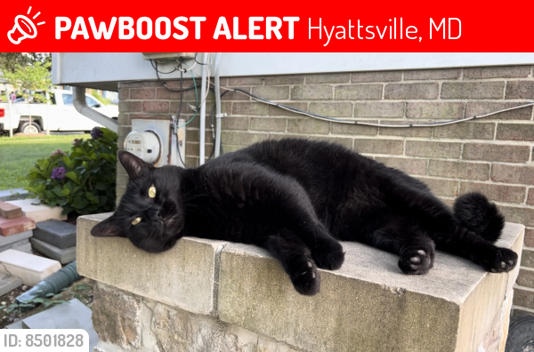 Lost Male Cat last seen Buck lodge terrace, Hyattsville, MD 20783