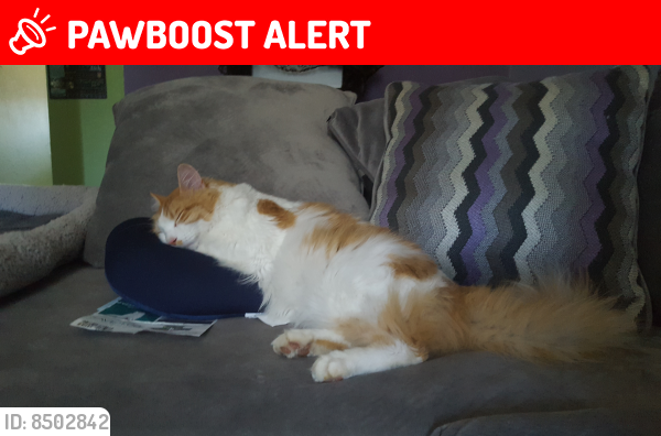 Lost Male Cat last seen 17th and Rawson , South Milwaukee, WI 53172