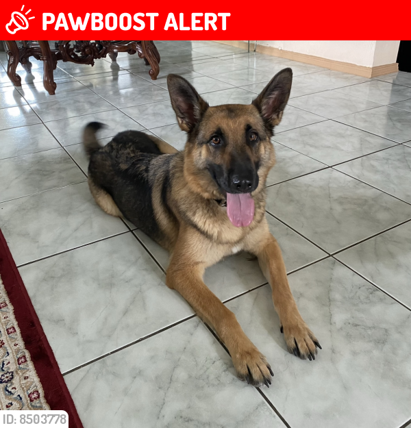 Lost Female Dog last seen nw 32nd Ct, Lauderdale Lakes, FL 33309