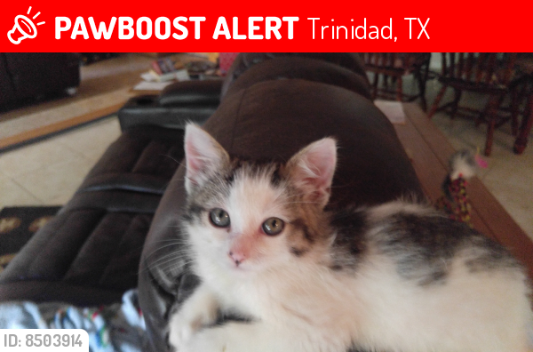 Lost Female Cat last seen State hwy 274, Trinidad, TX 75163