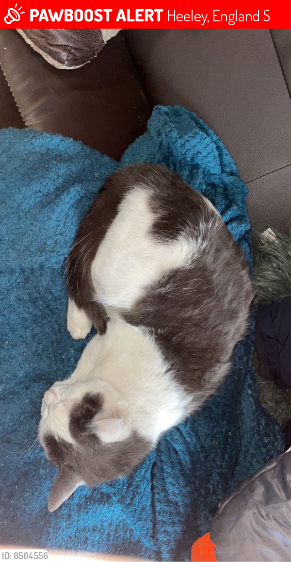 Lost Male Cat last seen Heeley, Heeley, England S2