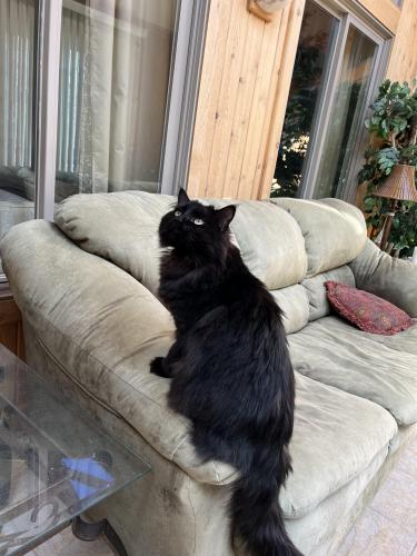 Lost Male Cat last seen Lewis and York hse , Beach Park, IL 60087