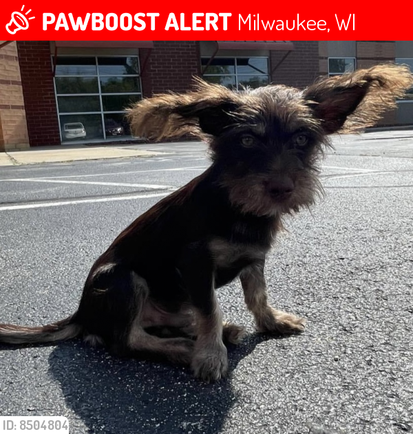 Lost Male Dog last seen Harambee, Milwaukee, WI 53212
