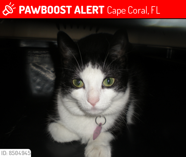 Lost Female Cat last seen Coronado Parkway , Cape Coral, FL 33904