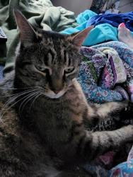 Lost Male Cat last seen Success Street Stratford ct, Stratford, CT 06614