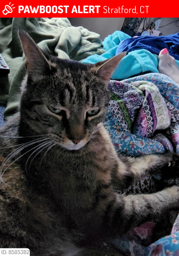 Lost Male Cat last seen Success Street Stratford ct, Stratford, CT 06614