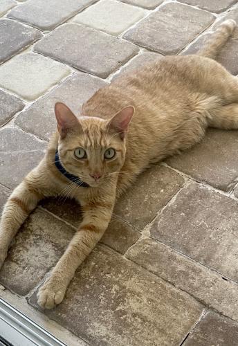 Lost Male Cat last seen 31st & pinemount , Wellborn, FL 32094