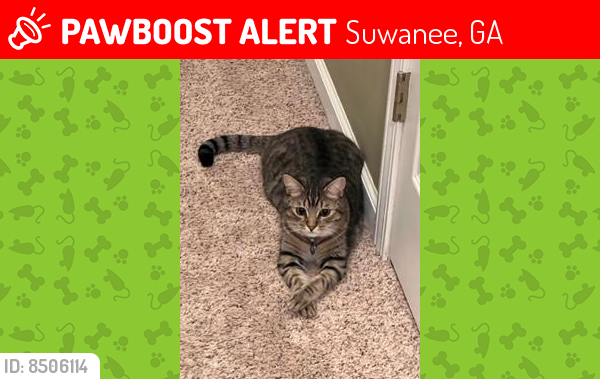 Lost Male Cat last seen Lawrenceville Suwanee Road, Suwanee, GA 30024