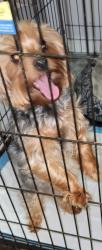 Lost Female Dog last seen Karlov and Augusta, Chicago, IL 60651