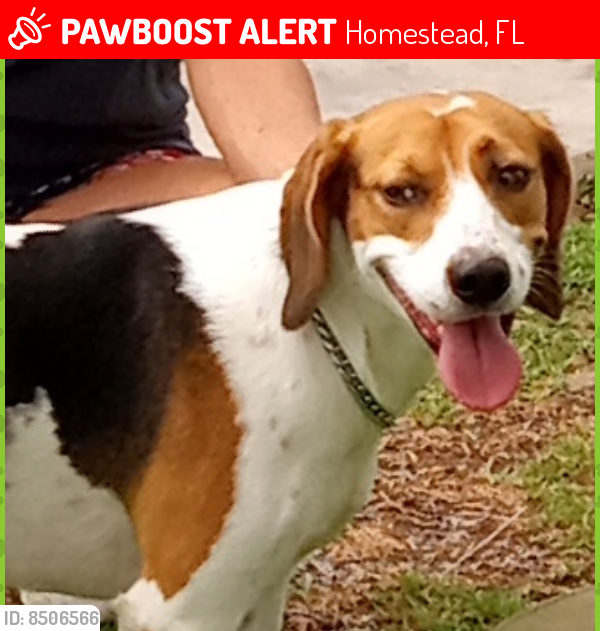 Lost Male Dog last seen Near and 252 streets, Homestead, FL 33031
