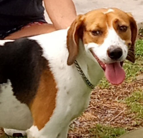 Lost Male Dog last seen Near and 252 streets, Homestead, FL 33031