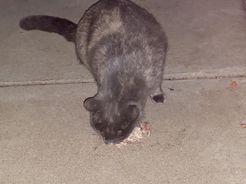 Found/Stray Female Cat last seen 55th ave/indian school, Phoenix, AZ 85033