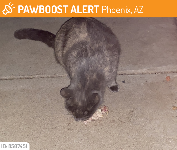 Found/Stray Female Cat last seen 55th ave/indian school, Phoenix, AZ 85033