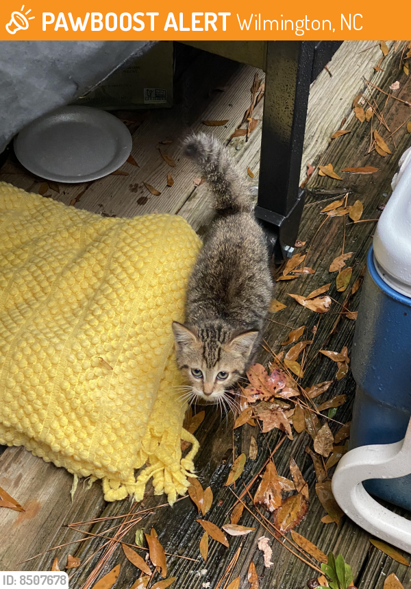 Rehomed Unknown Cat last seen N 23rd and Shirley Rd, Wilmington, NC 28405