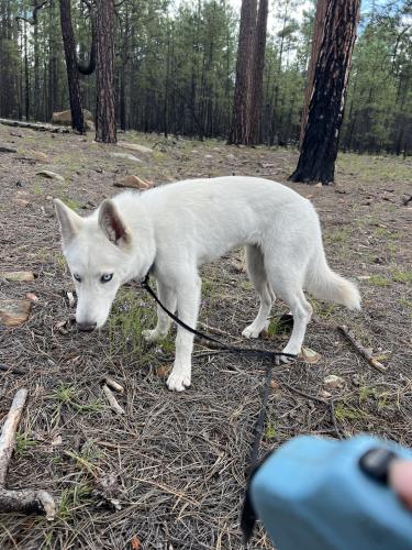 Lost Female Dog last seen Near W Tonto St. Phx, Az 85009, Phoenix, AZ 85009