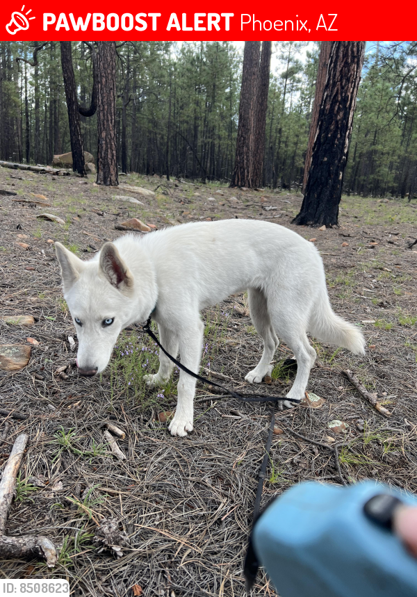 Lost Female Dog last seen Near W Tonto St. Phx, Az 85009, Phoenix, AZ 85009
