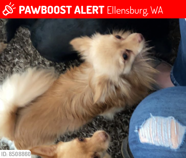 Lost Male Dog last seen Hungry Junction and Look Rd, Ellensburg, WA 98926