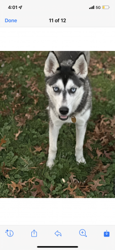 Lost Female Dog last seen Spell Rd Clinton, MD  20735 United States, Clinton, MD 20735