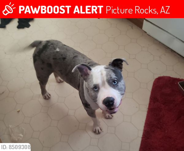 Lost Male Dog last seen Picture rocks Rd and hot desert trail , Picture Rocks, AZ 85743