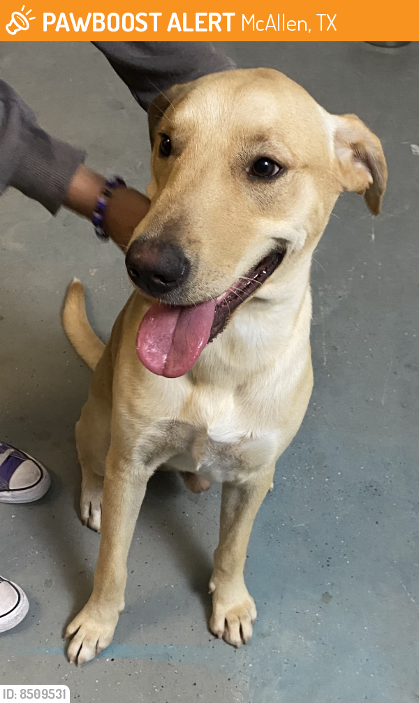 Found/Stray Male Dog last seen Ware and Trenton, McAllen, TX 78504