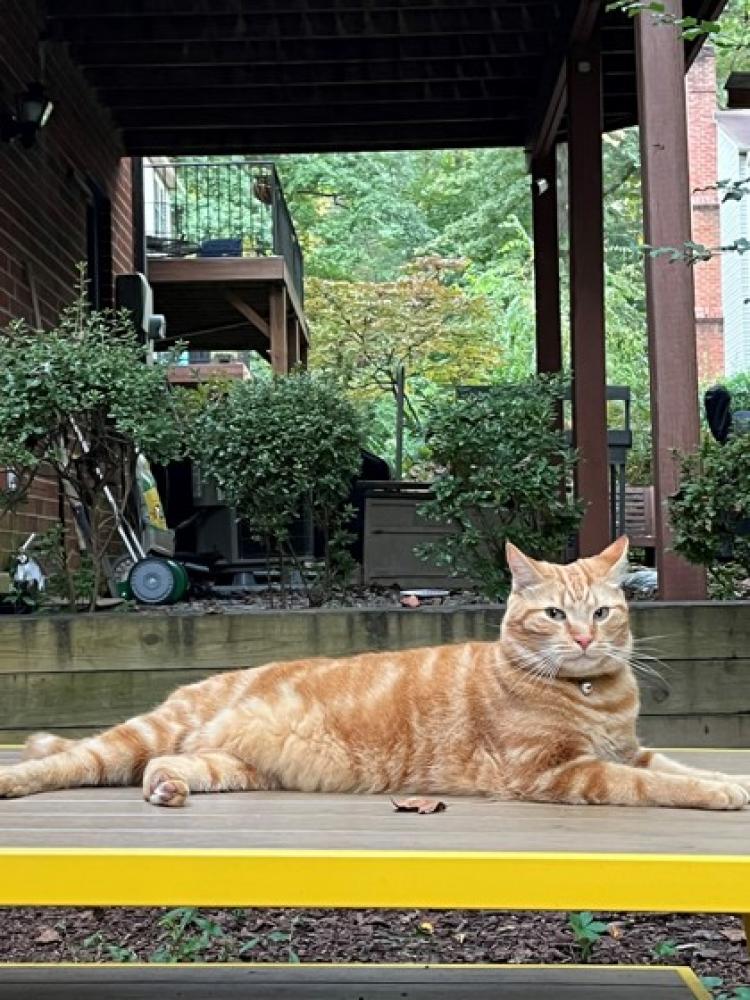 Shelter Stray Male Cat last seen Reston, VA 20191, Fairfax, VA 22032