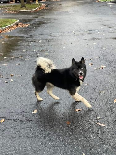 Found/Stray Male Dog last seen Riverview Landing apmts , West Norriton, PA 19403