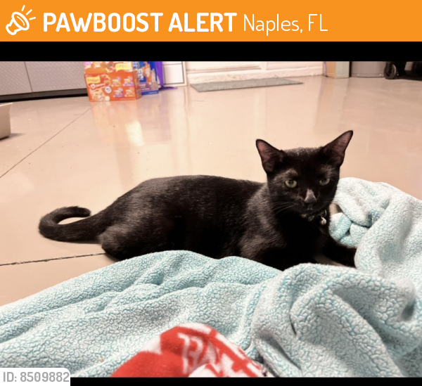 Found/Stray Female Cat last seen The ranch at orange blossom , Naples, FL 34120