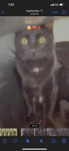 Lost Male Cat last seen Rural and baseline rd, Tempe, AZ 85283