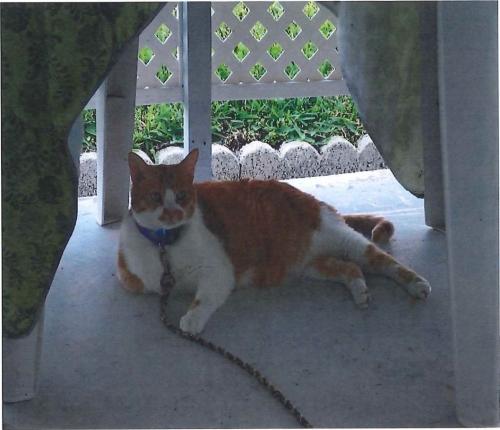 Lost Male Cat last seen Country Club and Veteran's Highway, Cape Coral, FL 33904