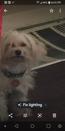Lost Female Dog last seen Near s SEELEY AVE , Chicago, IL 60636