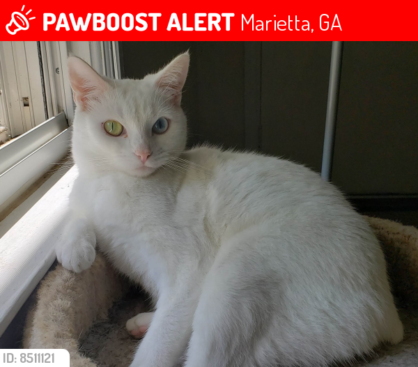 Lost Female Cat last seen Varner Road and Old Bee Tree Dr, Marietta, GA 30062