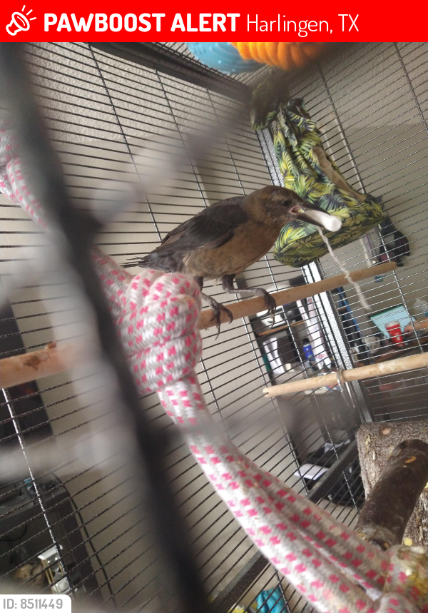 Lost Female Bird in Harlingen, TX 78550 Named Olga (ID 8511449) PawBoost