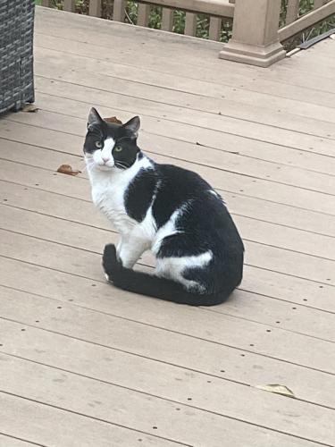 Found/Stray Unknown Cat last seen Caledonia Rd and Woodedge Dr, HUNTINGTN STA, NY 11746