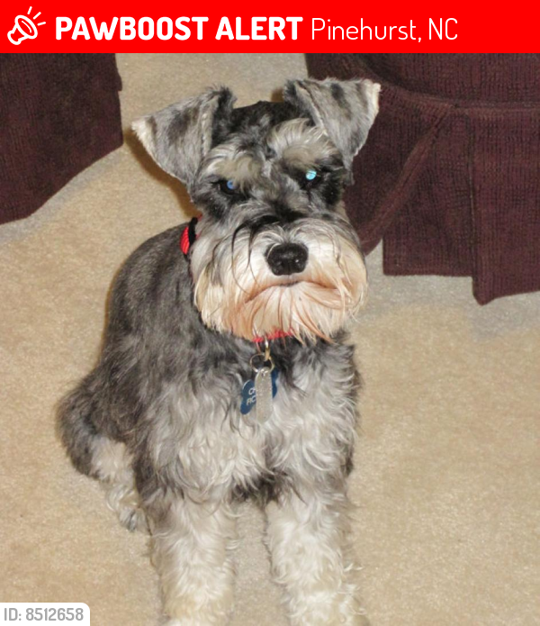 Lost Male Dog in Pinehurst, NC 28374 Named Charlie (ID 8512658) PawBoost