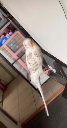 Lost Male Bird last seen Near 108th st, Queens, NY 11368