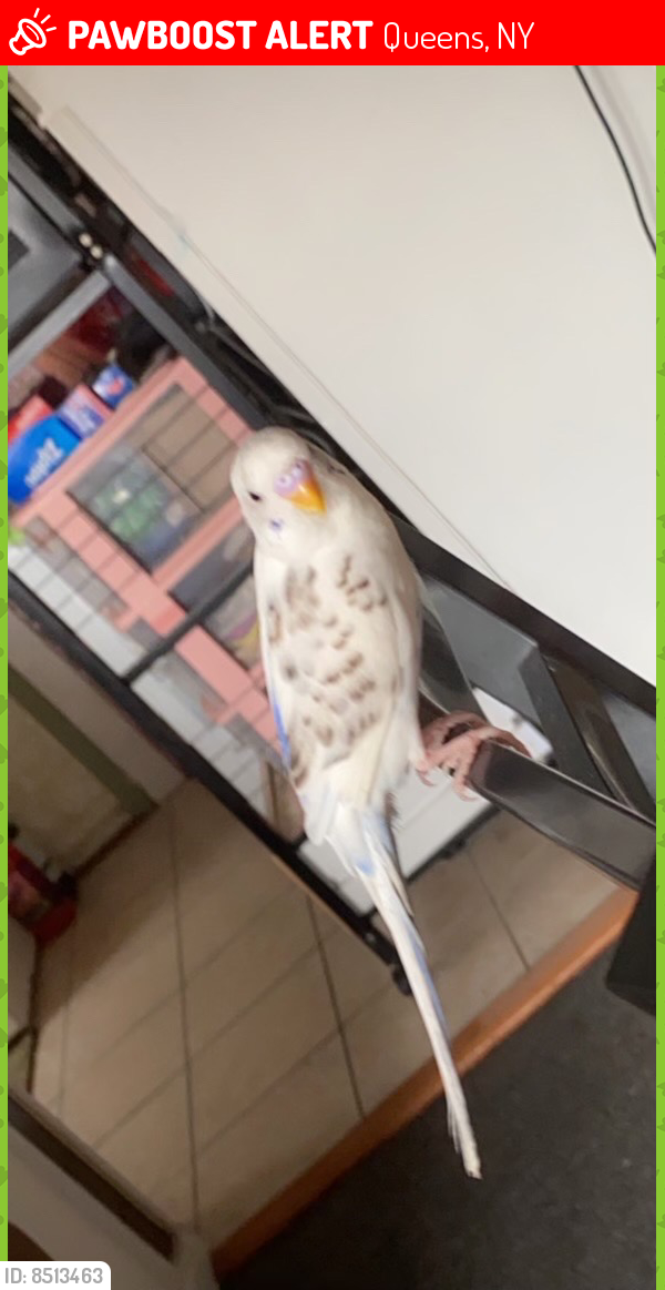 Lost Male Bird last seen Near 108th st, Queens, NY 11368