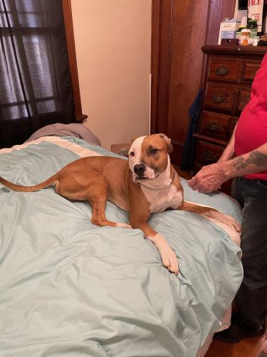 Lost Male Dog last seen 53rd and locust area , Milwaukee, WI 53210