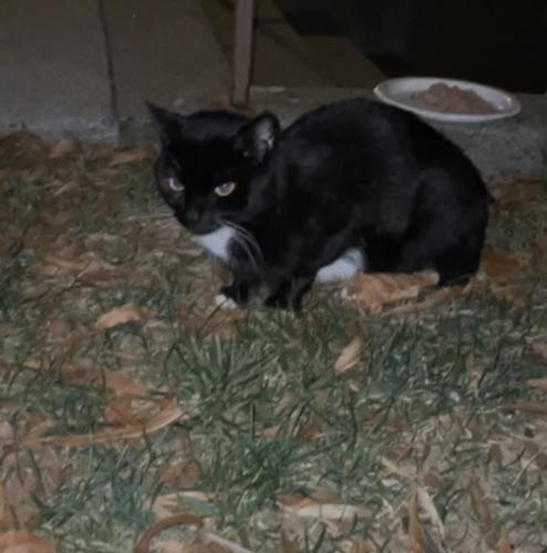 Found/Stray Unknown Cat last seen Lerner Towers near little river turnpike, Alexandria, VA 22312