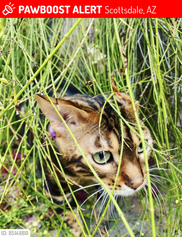 Lost Female Cat last seen Acoma and 64th street , Scottsdale, AZ 85254