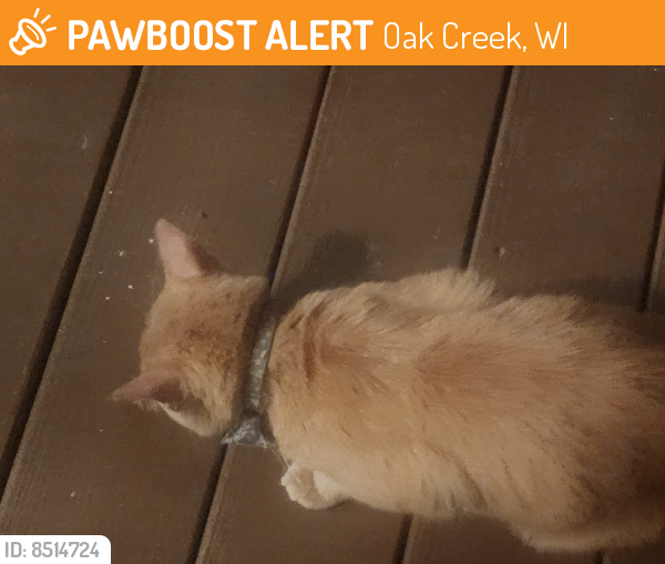 Found/Stray Unknown Cat last seen 6th Street and Drexel Avenue, Oak Creek, WI 53154