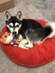 Lost Female Dog last seen Tampico Rd, Rio Rancho, NM 87144