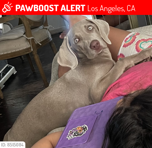 Lost Female Dog last seen Near Cornwell St, Los Angeles 90033, Los Angeles, CA 90033